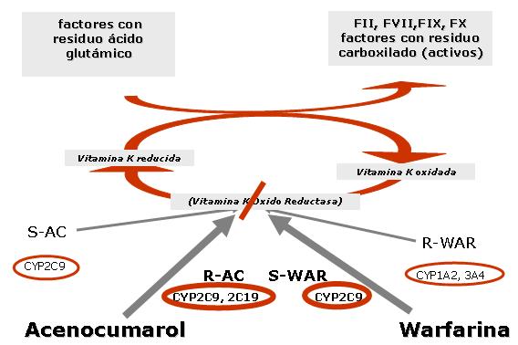 Figura 1. Mecanismo de acción de los AVK y citocromos implicados en su metabolismo